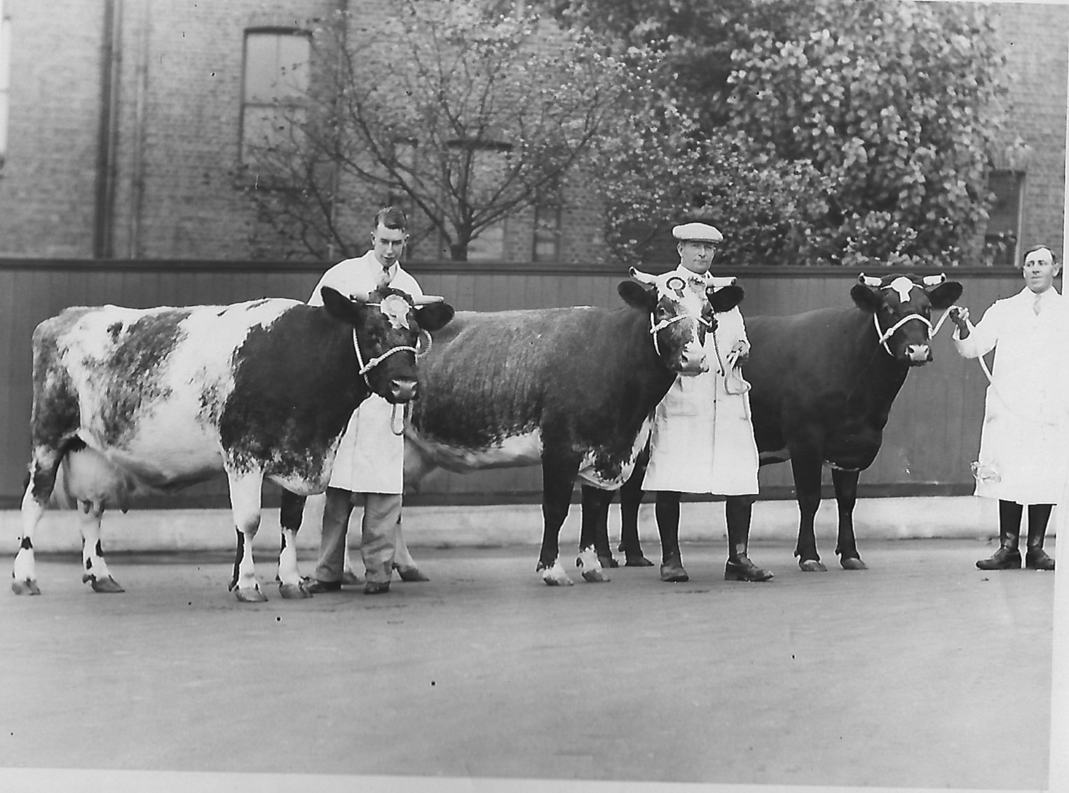 06_NJ-6-4-001-Red-Rice-cattle-at-Earls-Court-26-Sep-1938