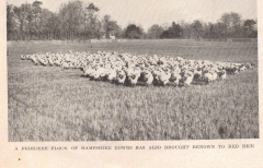 06_NJ-4-2-004-sheep-at-Red-Rice-farm-1941