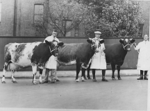 06_NJ-6-4-001-Red-Rice-cattle-at-Earls-Court-26-Sep-1938