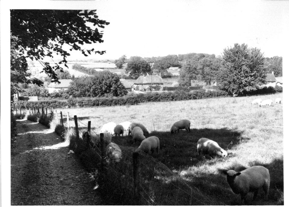 Abbotts Hill Farm sheep c1960