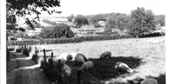 Abbotts Hill Farm sheep c1960