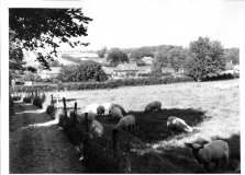 Abbotts Hill Farm sheep c1960