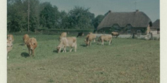 Constantia Cottage and Site of St Mary's Meadow c1960