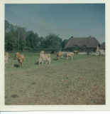 Constantia Cottage and Site of St Mary's Meadow c1960