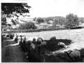 Abbotts Hill Farm sheep c1960