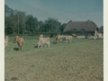 Constantia Cottage and Site of St Mary's Meadow c1960