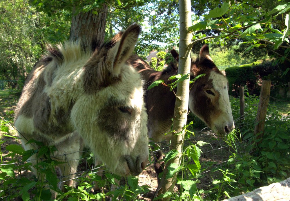 Donkeys
