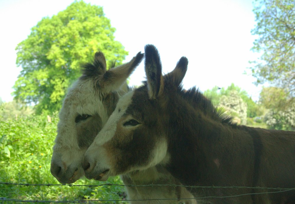 Donkeys