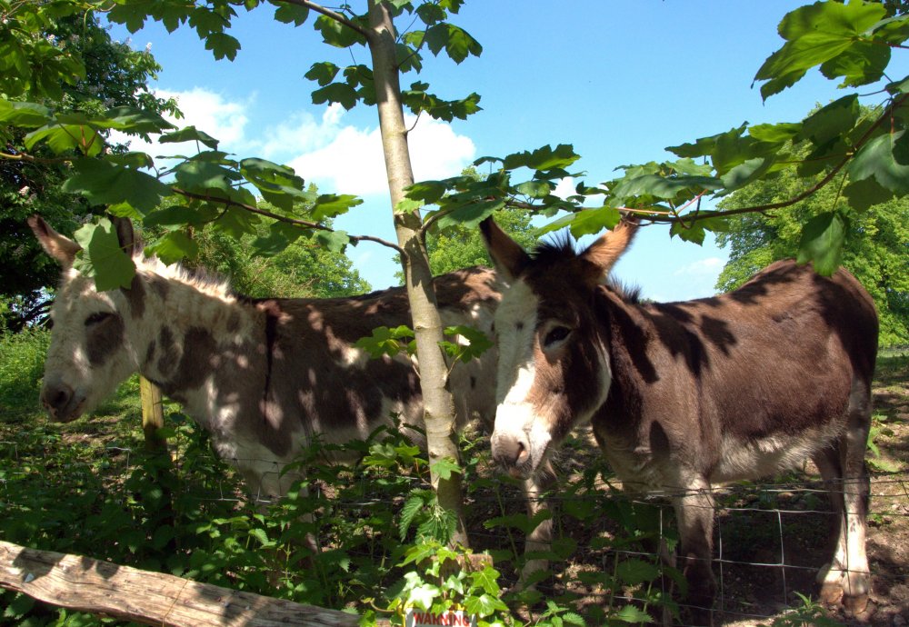 Donkeys