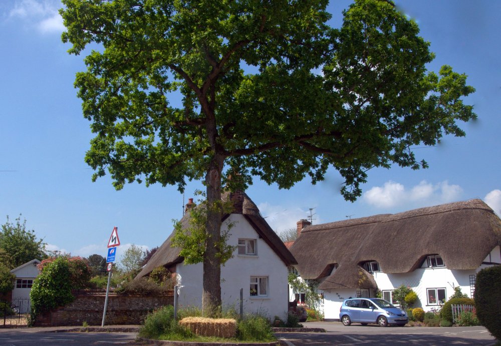 Jubilee Oak