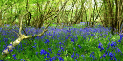 Bluebell Wood