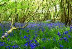 Bluebell Wood