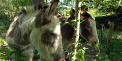 Donkeys