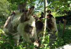 Donkeys