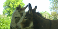 Donkeys