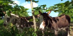 Donkeys