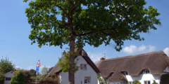 Jubilee Oak