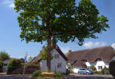 Jubilee Oak