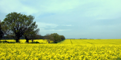 Rapeseed field