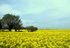 Rapeseed field
