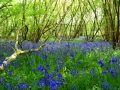 Bluebell Wood