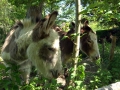 Donkeys