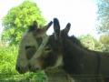 Donkeys