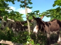 Donkeys