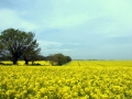 Rapeseed field