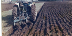 Albert Cuff at ploughing match c1977
