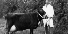 Tom Vallis and prize Jersey cow undated
