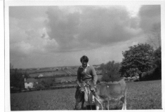 Jill Vallis with two baby calves c1960