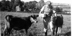 Margaret Vallis with two calves on Abbotts Hill c1960