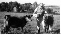 Margaret Vallis with two calves on Abbotts Hill c1960