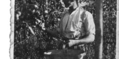 Danny Robinson picking tomatoes c1940