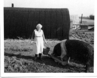 Mrs Helly Robinson with Wessex sow c1960