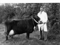 Tom Vallis and prize Jersey cow undated