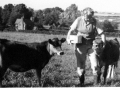 Margaret Vallis with two calves on Abbotts Hill c1960