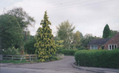 AAPC-6-1-024 -- Duck St, Lindos -- 31-Jul-2000