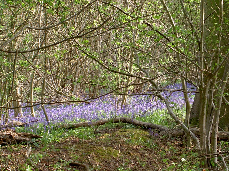 Walking around Micheldever in April, Bluebell time
