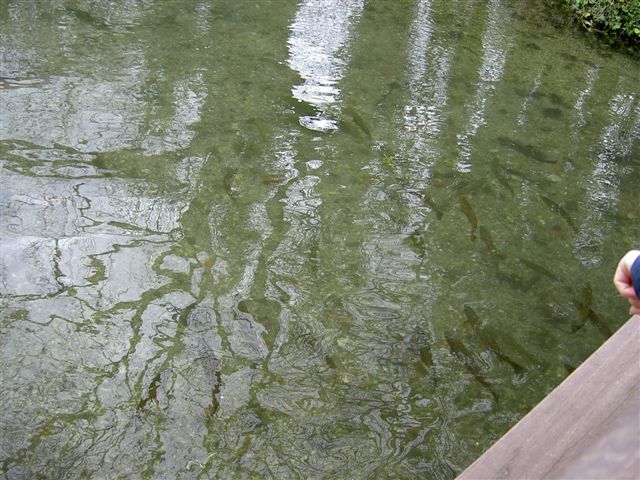 Our walk in March involved a pause overlooking  a well stocked River Test in Whitchurch