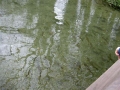 Our walk in March involved a pause overlooking  a well stocked River Test in Whitchurch